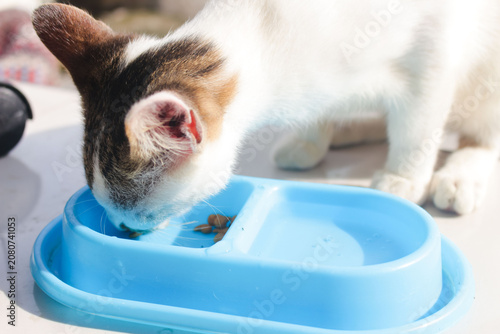 Foto Cat eating in a blue container