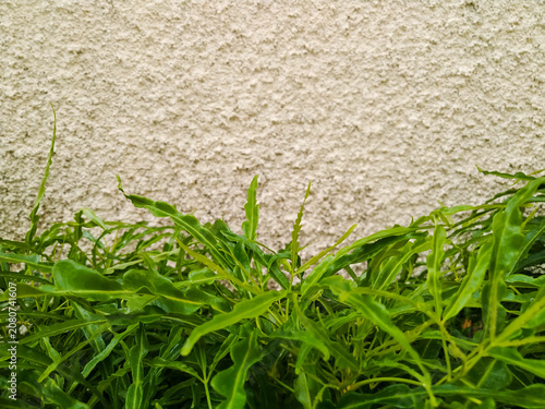 Ornamental plants to cool the house