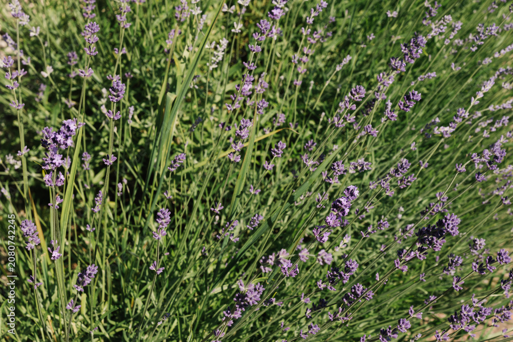 Fototapeta premium lavender field in provence 