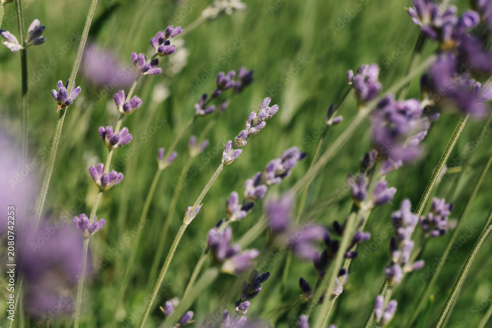 Obraz premium lavender flowers in the field macro close up 