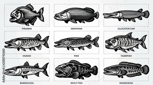A monochrome flat vector icon set of 9 detailed predator fish including piranha, arapaima, alligator gar, muskie, pike, tigerfish, barracuda, wolf fish, and snakehead, aggressive jawlines