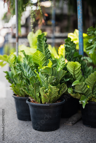 Konstfotografi Many potted Asplenium nidus fern plants also known as Cobra (Asplenium antiquum) placed on ground display for sale in flower shop, exotic fern with thick, wavy fronds selling at houseplants store