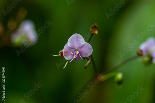 small Murdannia giganteum with blur background