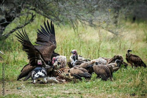 Cuadro en lienzo Lappet faced Vulture fight with spread wings scavenging on a carcass in Greater