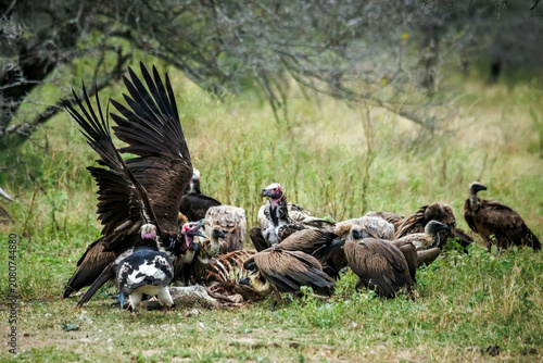 Cuadro en lienzo Lappet faced Vulture fight with spread wings scavenging on a carcass in Greater