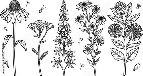 Wildflower Botanical Outline Collection with Coneflower, Yarrow, Lupine, Daisy, Milkweed, Meadow Blooms, and Hand Drawn Floral Vector Set