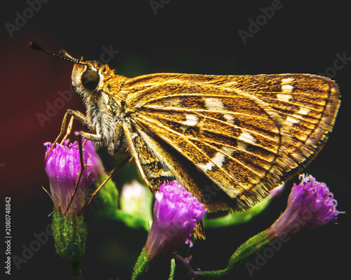 Extreme macro profile of an unidentified Skipper butterfly perching on magenta wildflower buds against a dark isolated background in a tropical Sri Lankan garden.