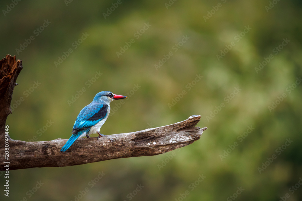 Obraz premium Woodland kingfisher standing rear view on a log isolated in natural background in Greater Kruger National park, South Africa ; specie Halcyon senegalensis family of Alcedinidae