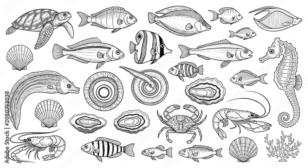 Fototapeta premium Beautiful collection of hand drawn sea creatures including tropical fish, turtle, seahorse, crab, and oyster shells.