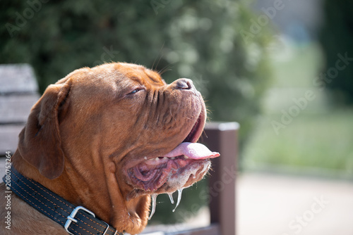 Dogue de Bordeaux dog suffering from hot summer weather and heavy panting, concept of canine heat stroke prevention and pet care in summer.