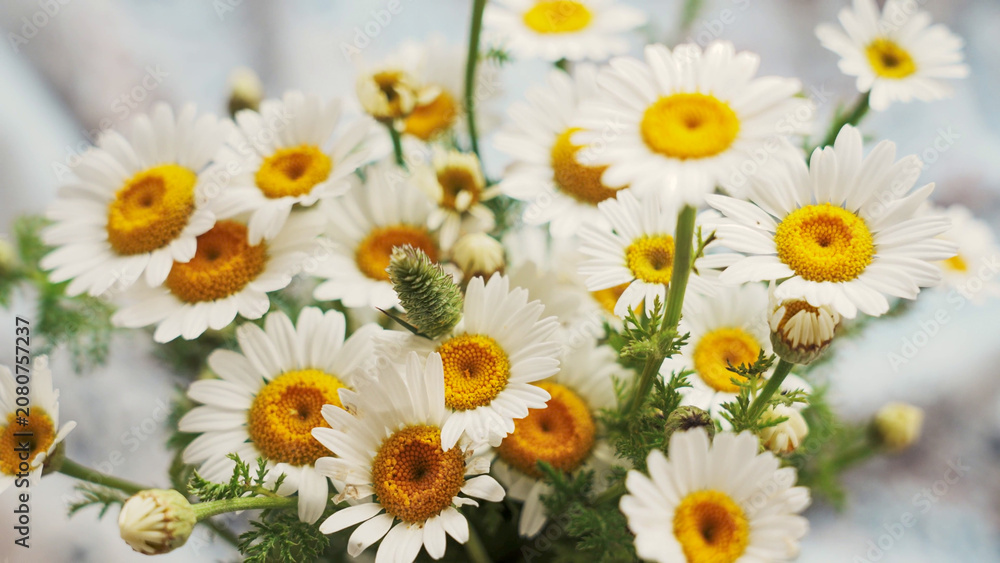Fototapeta premium daisies in the garden