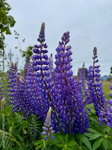 Purple Summer Lupine Flowers close-up