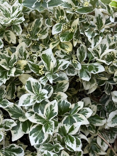 Beresclet Fortune, Fortune's birch bark (Latin Euonymus fortunei) is an evergreen creeping shrub, a species of the birch bark family (Celastraceae) native to East Asia