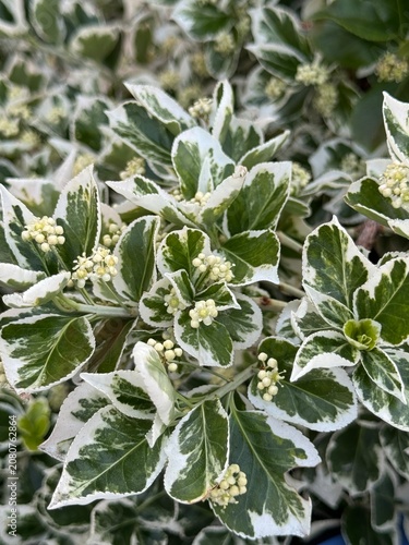 Beresclet Fortune, Fortune's birch bark (Latin Euonymus fortunei) is an evergreen creeping shrub, a species of the birch bark family (Celastraceae) native to East Asia