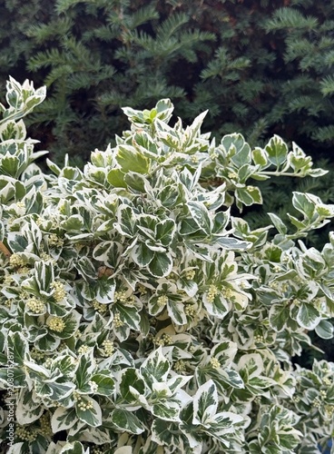 Beresclet Fortune, Fortune's birch bark (Latin Euonymus fortunei) is an evergreen creeping shrub, a species of the birch bark family (Celastraceae) native to East Asia