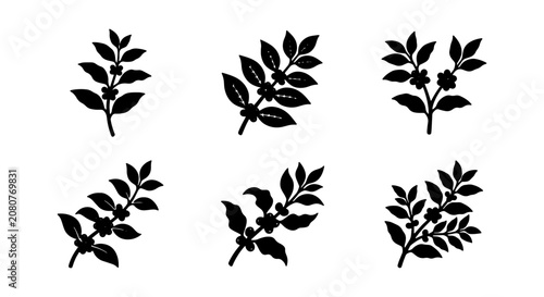 Coffee Branch Icons, Black Silhouette Vector Elements, Botanical Plant Sprigs, Organic Nature Graphics