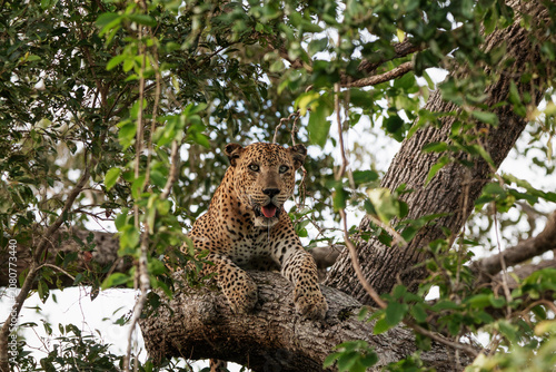 Fotografía A drooling leopard sitting in a tree, it's front paws around a branch