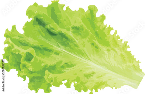 Single Green Lettuce Leaf On White Background Keywords: lettuce, leaf, green, salad, vegetable