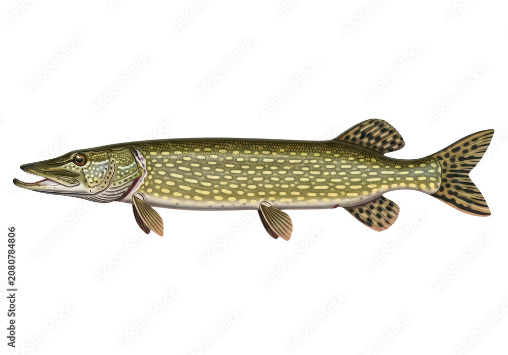 Fototapeta premium Northern pike fish isolated on transparent background