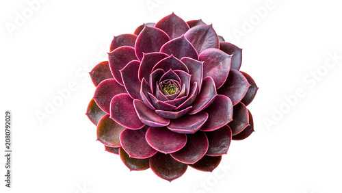 Tableau sur toile Beautiful single purple succulent plant flower rosette isolated on transparent b