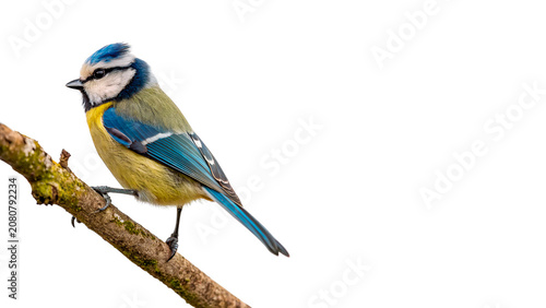 Foto Beautiful small wild Eurasian blue tit bird sitting on branch isolated on transp