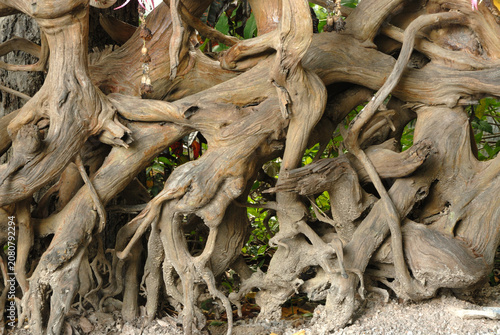 Various large and unique root motifs.