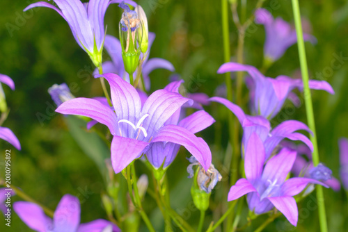 Blooming of the spreading bellflower (сampanula patula)