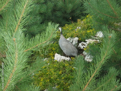 Grey bird standing on rocks surrounded by green pine foliage  
