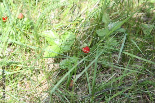 Small red flower growing in green grass on sunny day  