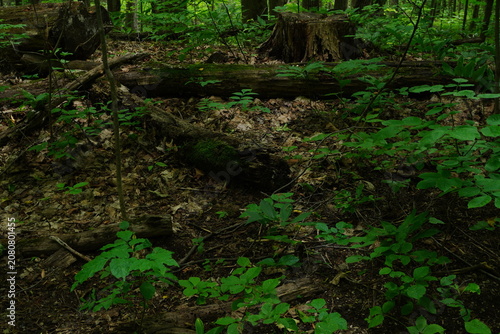 A forest floor with fallen logs moss and green foliage