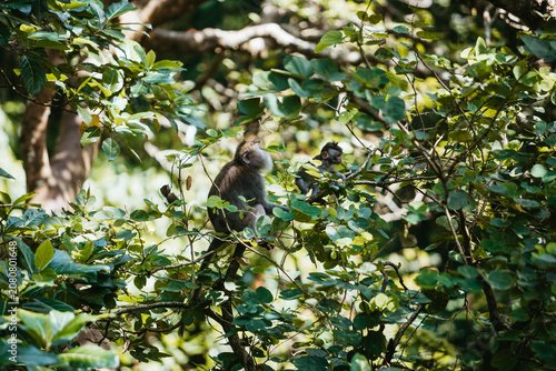 Canvas Print Wild long-tailed macaque monkey sitting among lush green tree branches in Ubud,