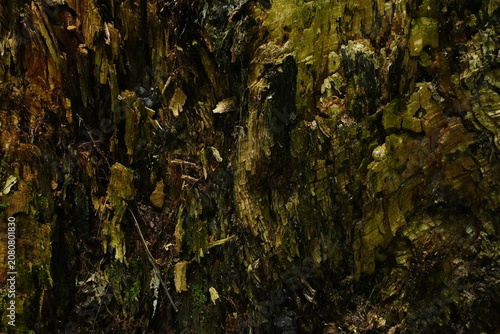 Detailed view of weathered moss-covered tree bark with a textured organic pattern