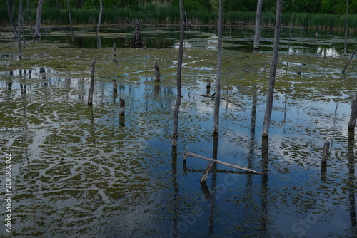 Dead trees submerged in a murky swamp with dense green algae and reflections of the sky and trees