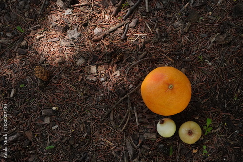 Overhead view of a grapefruit an onion and a kiwi fruit resting on a forest floor covered in pine needles and twigs