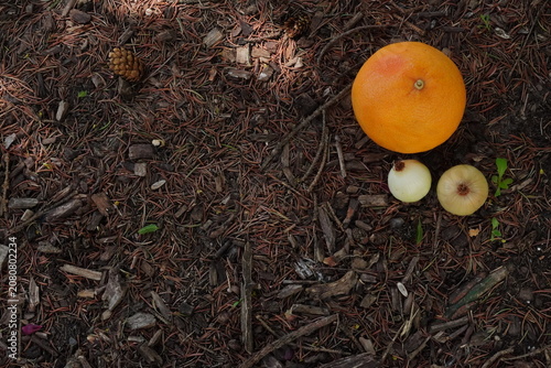 Overhead view of an orange two cipollini onions and a pinecone resting on a bed of pine needles and wood chips with dappled light