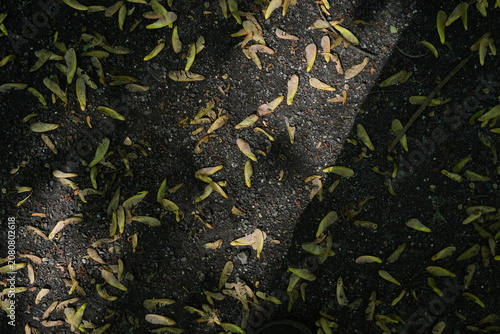 Overhead view of scattered green seed pods on dark gravel with dappled sunlight creating shadows
