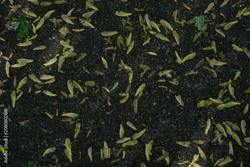Overhead view of scattered maple seeds and leaves on dark gravel ground