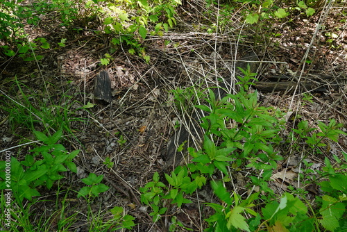 Overhead view of a forest floor with green foliage dry leaves and scattered twigs. A dark weathered wooden stump is visible