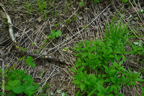 Overhead view of green foliage and dry fallen branches on the forest floor