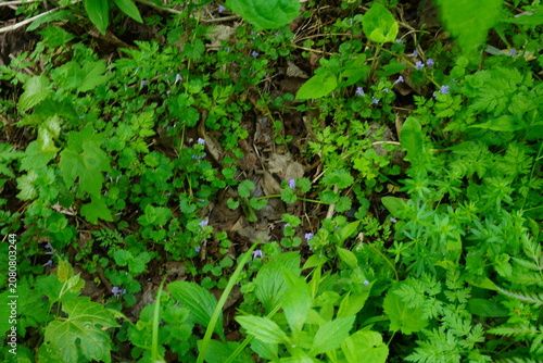 An overhead view of forest floor vegetation with diverse green leaves and small purple flowers scattered amongst dead leaves and twigs