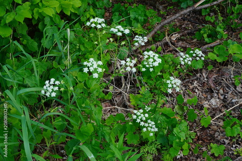 A cluster of white wildflowers bloom among lush green foliage and dry leaves on the forest floor