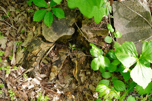 Overhead view of a decaying tree stump surrounded by forest floor debris moss and vibrant green plants under natural woodland lighting