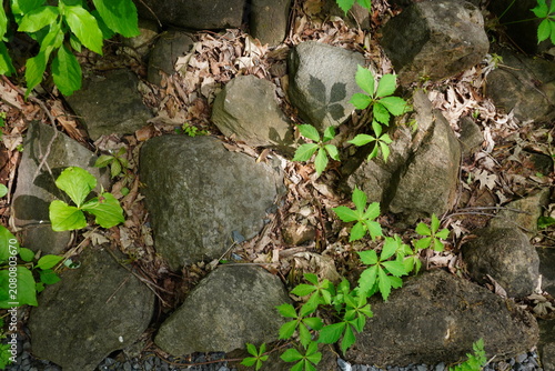 Overhead view of lush green vines growing amongst weathered stones and fallen leaves on the forest floor