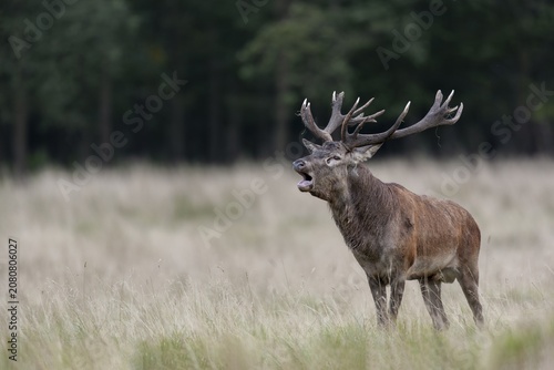 With its roaring, the red deer (Cervus elaphus) consolidates its claim to the herd, rut, rutting season, Denmark