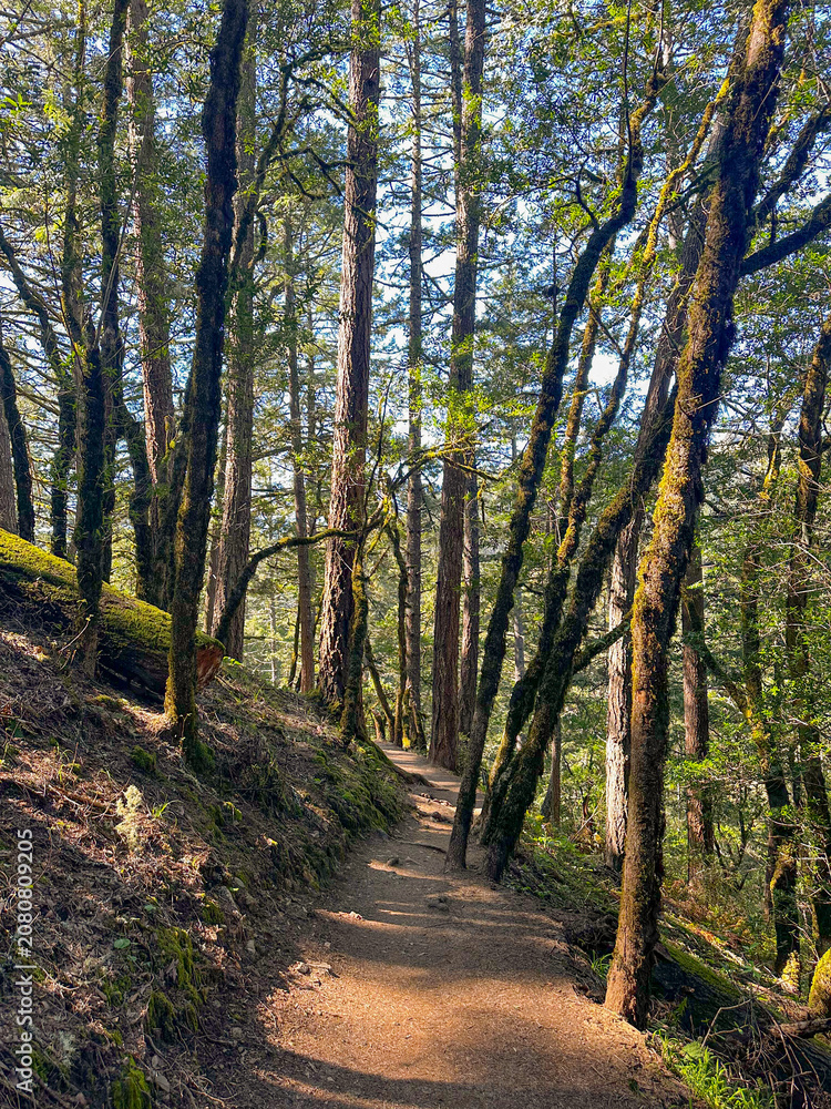 Fototapeta premium path in Mt. Tamalpais, California on a spring day 