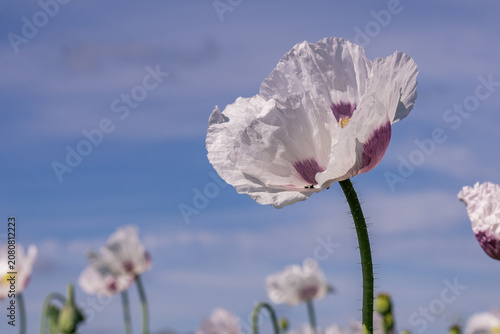 Canvastavla Single white opium poppy flower against blue sky