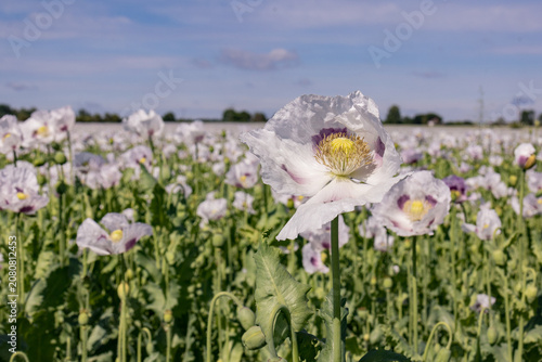 Obraz na płótnie Close-up of white opium poppy flower with seed capsule