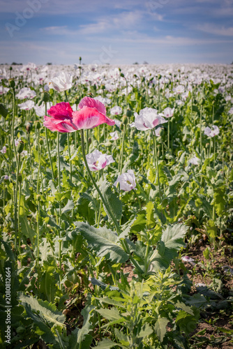 Single pink opium poppy in blooming white poppy field