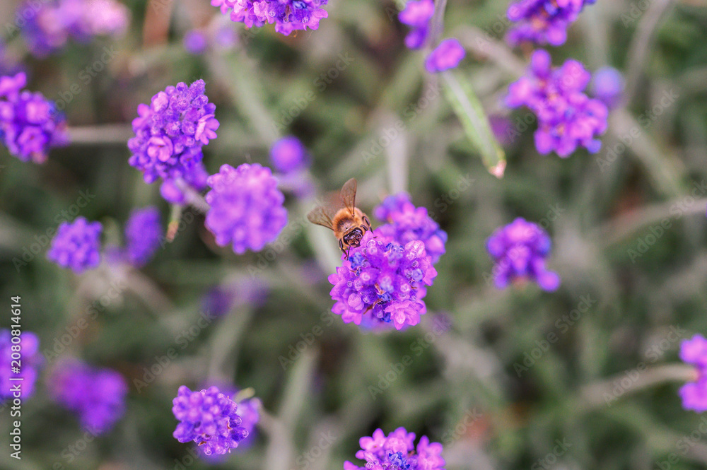 Fototapeta premium Honeybee collecting nectar from vibrant purple lavender flowers in a blooming garden