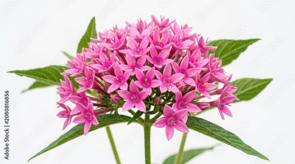 Fototapeta premium Pink phlox flowers in full bloom with green leaves
